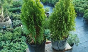 Туя западная