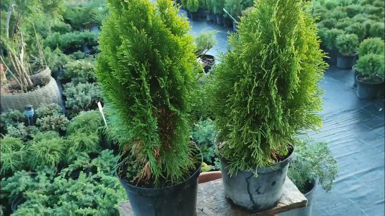 Туя западная