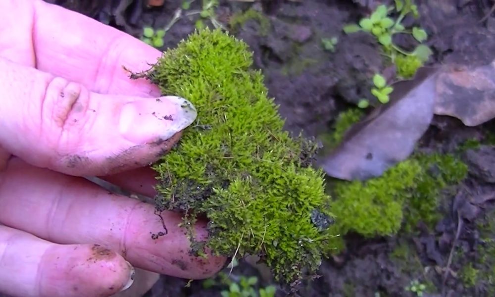 Мох в руках
