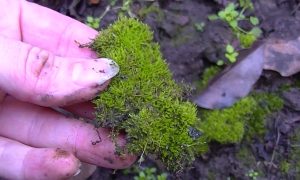 Мох в руках
