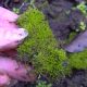 Мох в руках