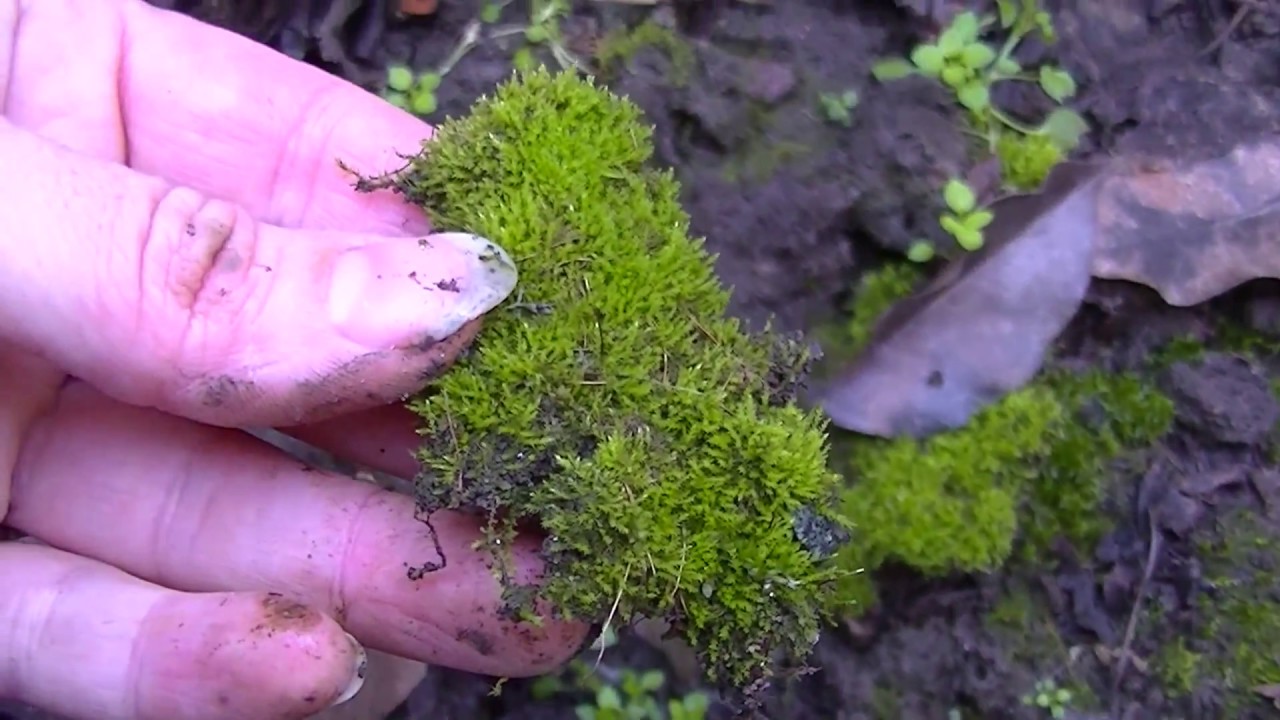 Мох в руках