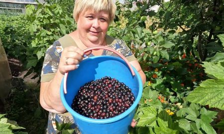 Урожай смородины