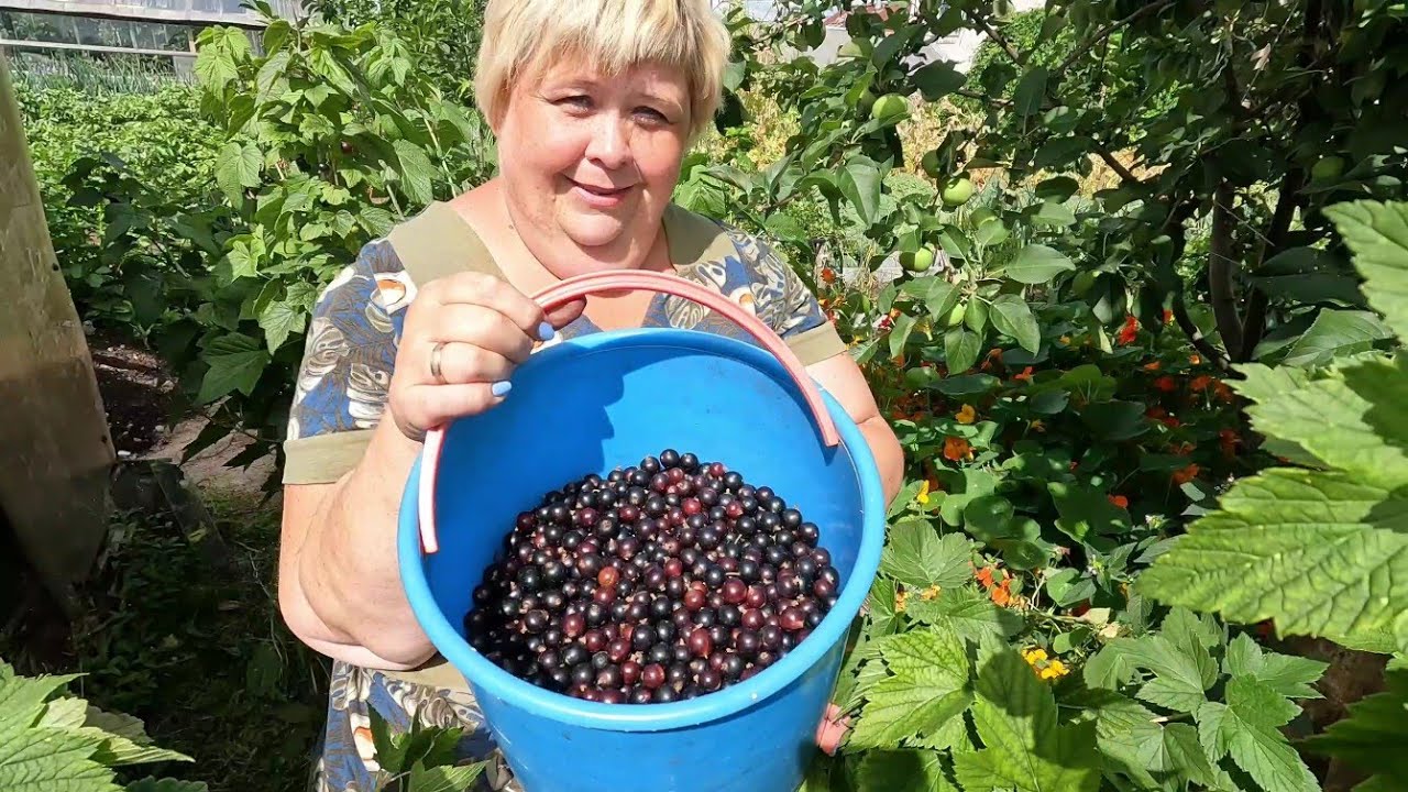 Урожай смородины
