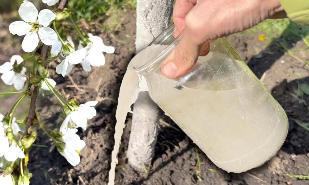 Подкормка для сада