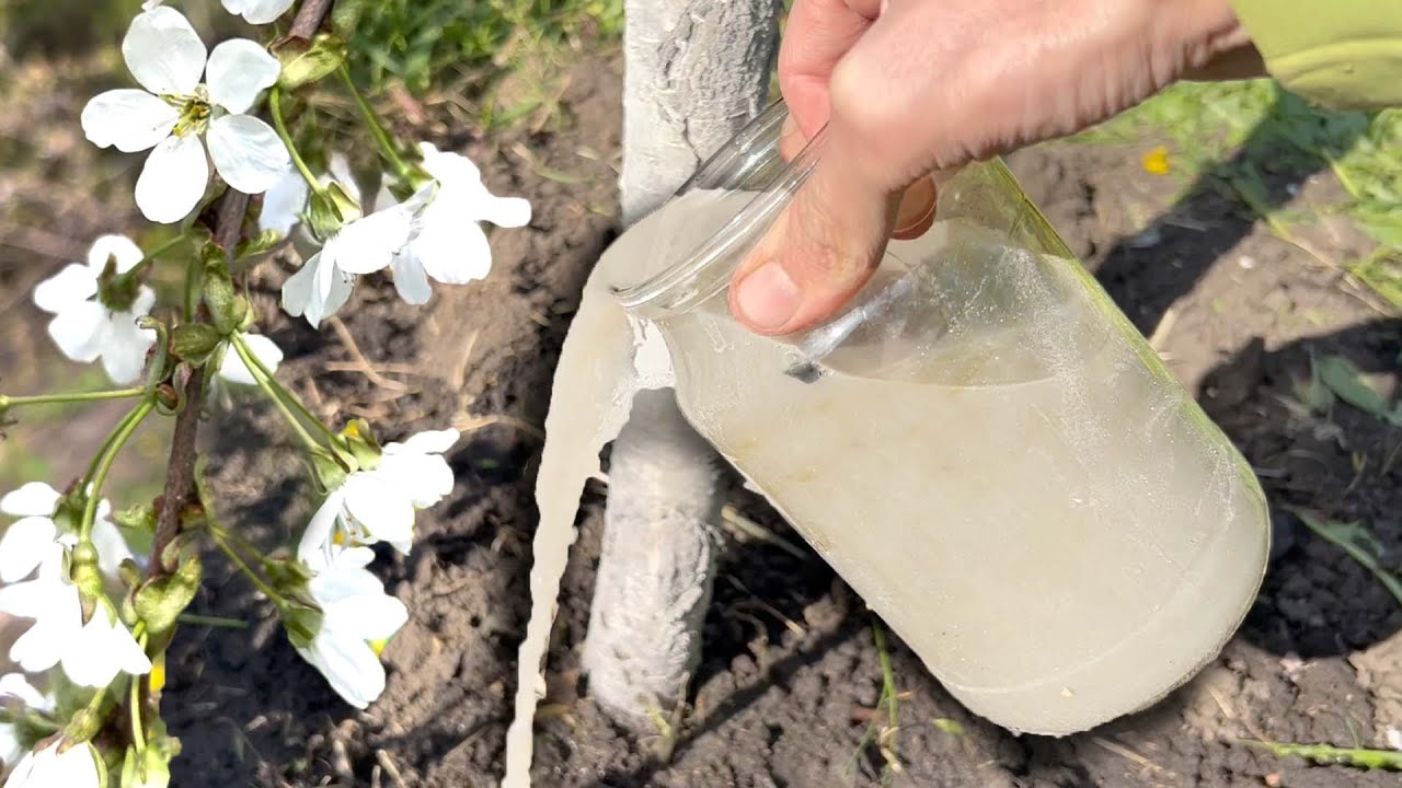 Подкормка для сада