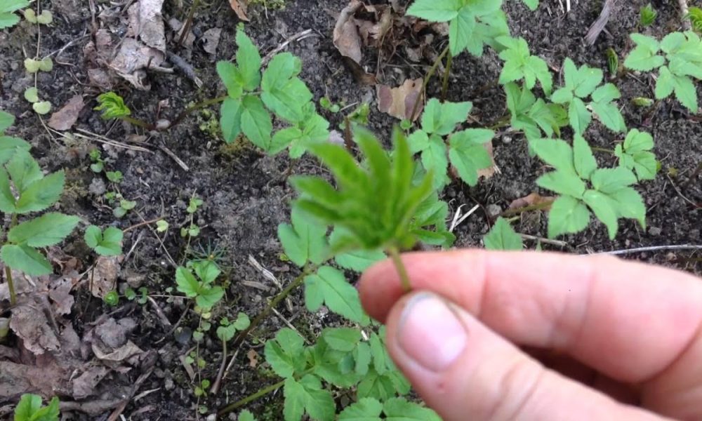 Держит сныть в руках