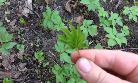 Держит сныть в руках