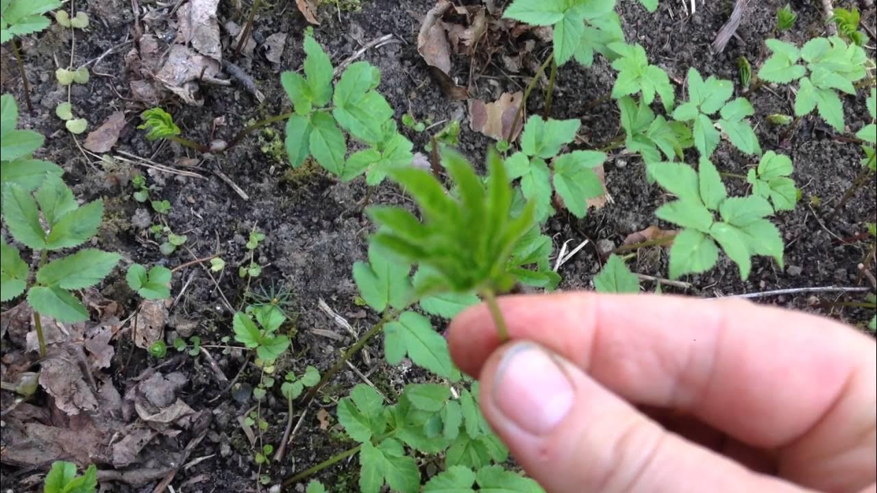 Держит сныть в руках