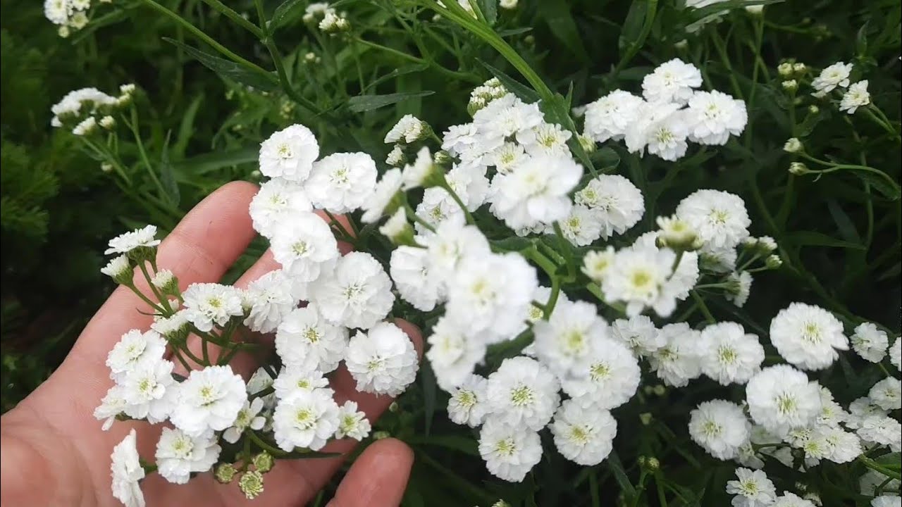 Тысячелистник Птармика