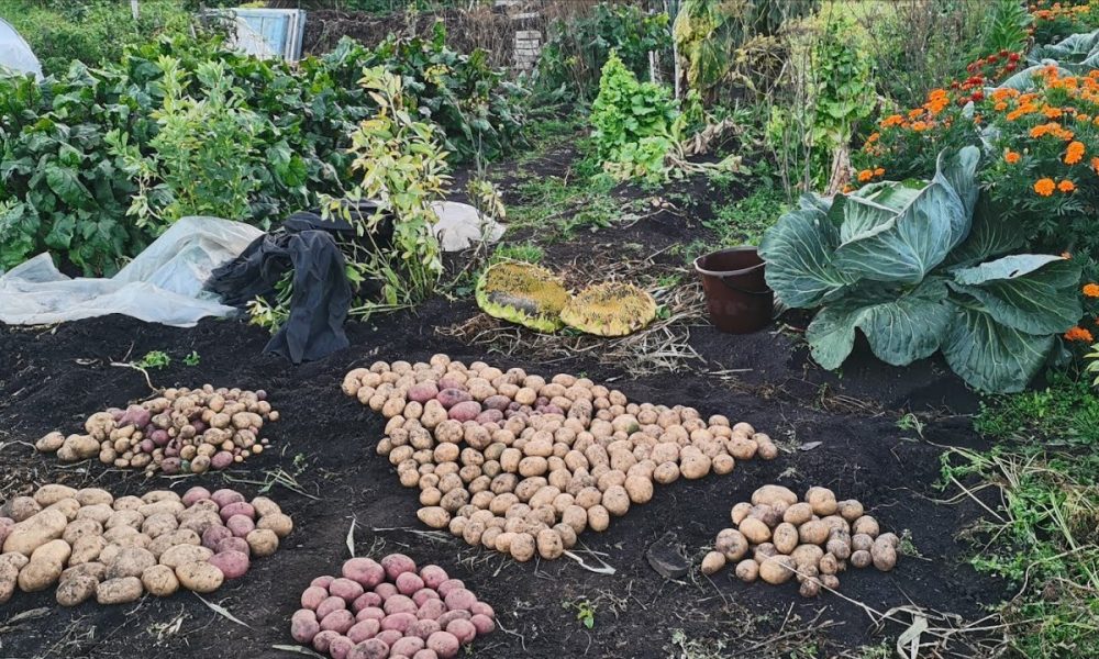 Урожай в саду