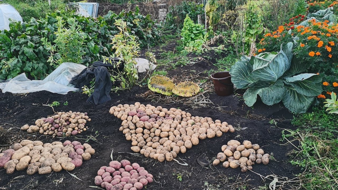 Урожай в саду