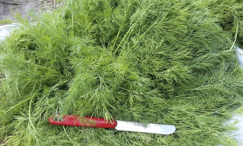 Урожай укропа