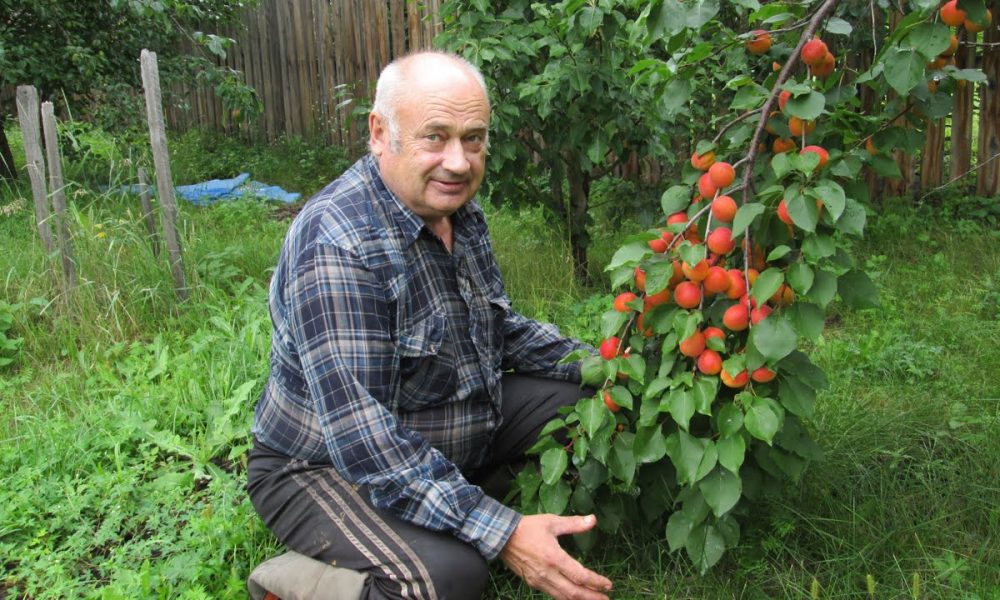 Дедушка садовод