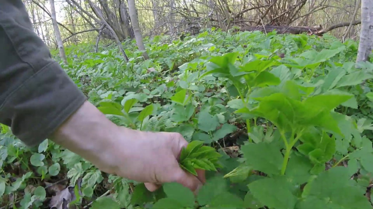 Сныть сорняк