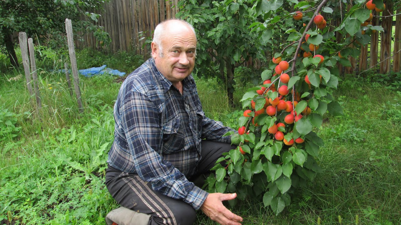 Дедушка садовод