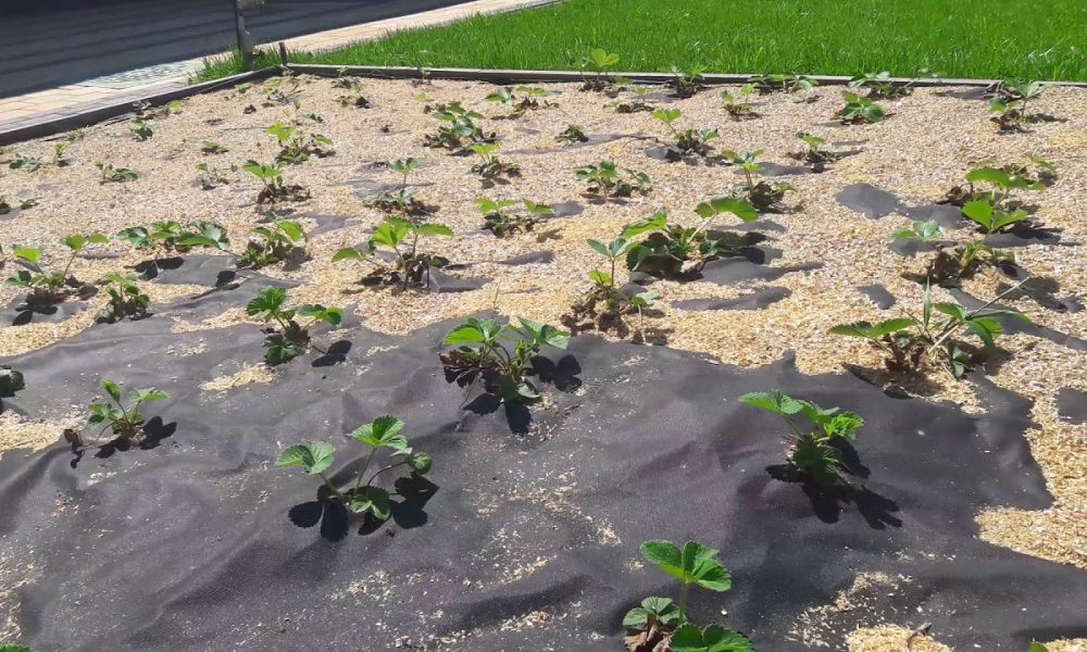 Агроволокно в саду