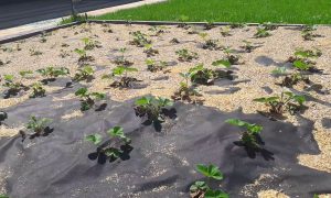 Агроволокно в саду