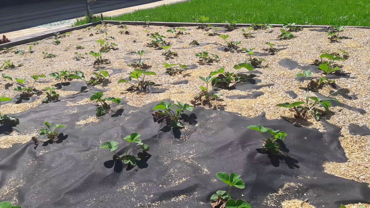 Агроволокно в саду