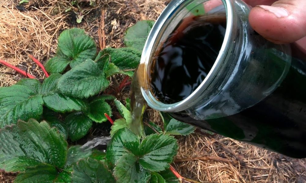 Льет подкормку в клубнику