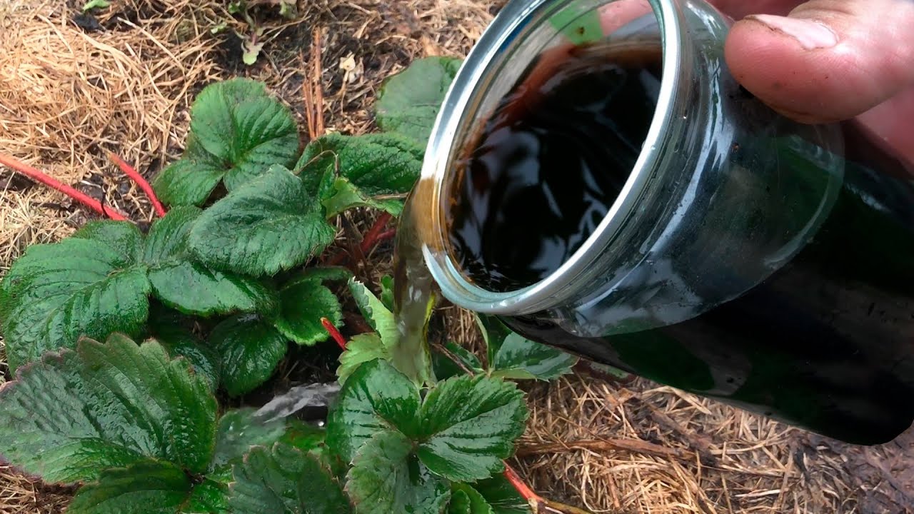 Льет подкормку в клубнику