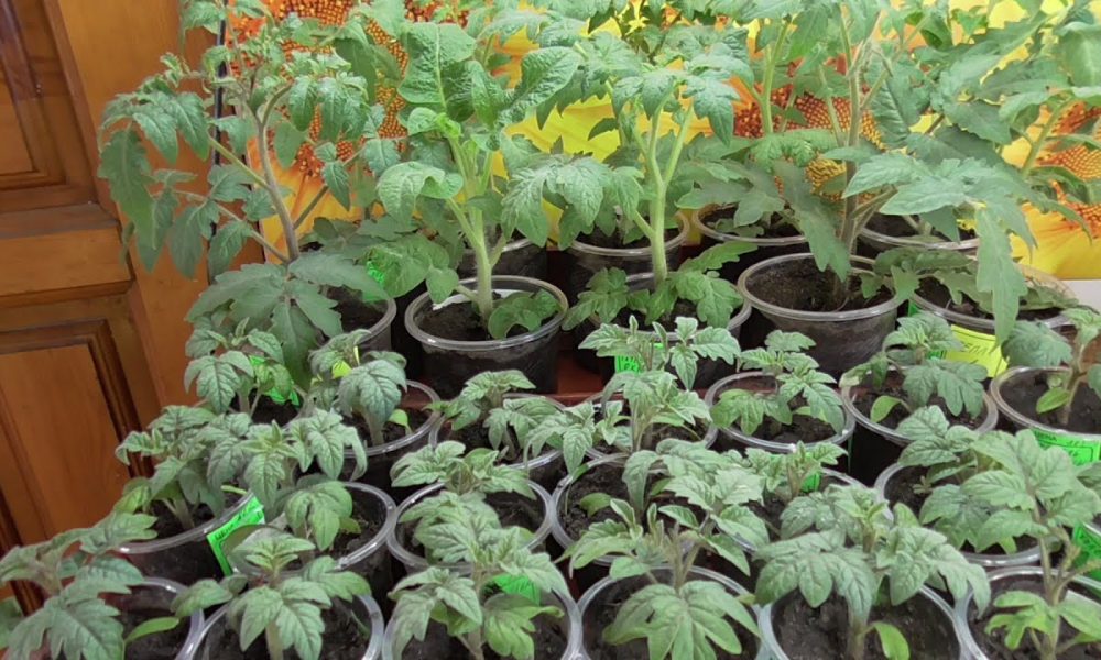 Рассада томатов