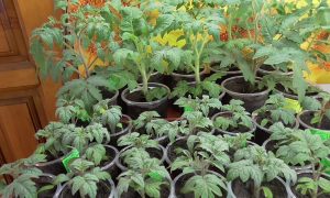 Рассада томатов