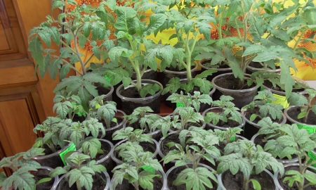 Рассада томатов