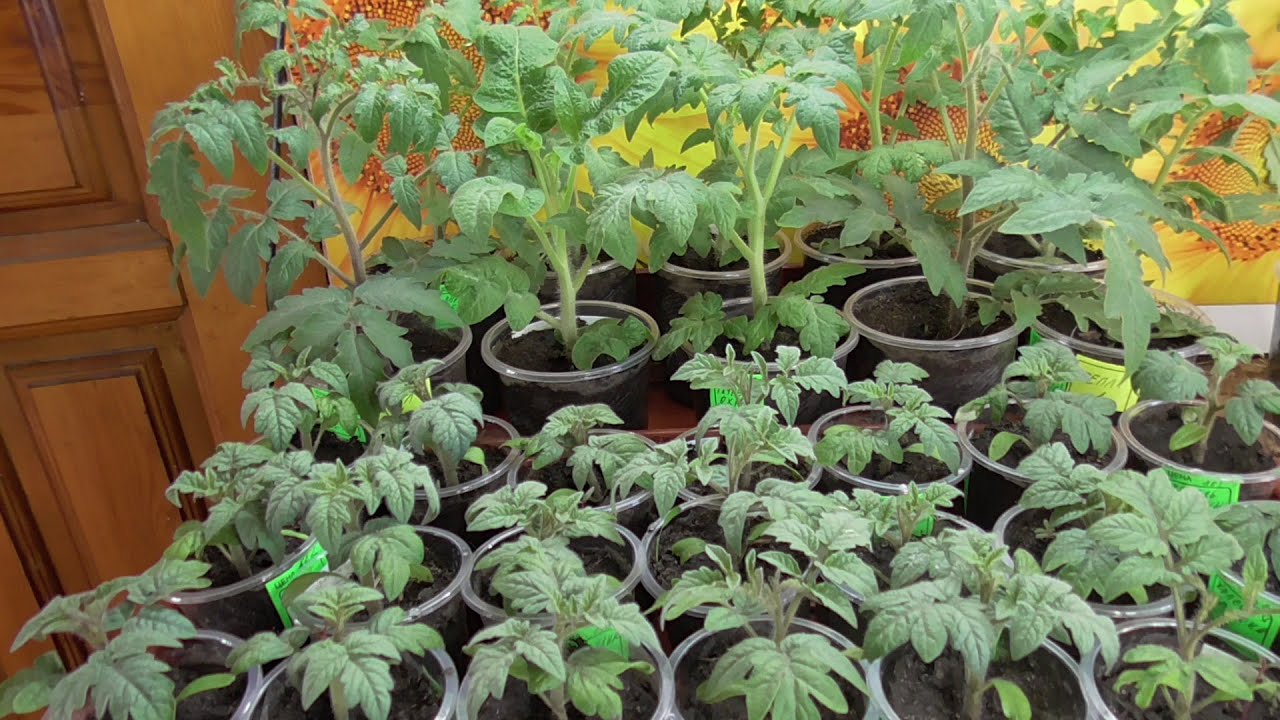 Рассада томатов