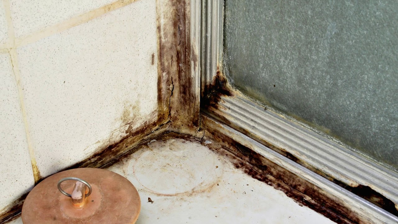 Черная плесень