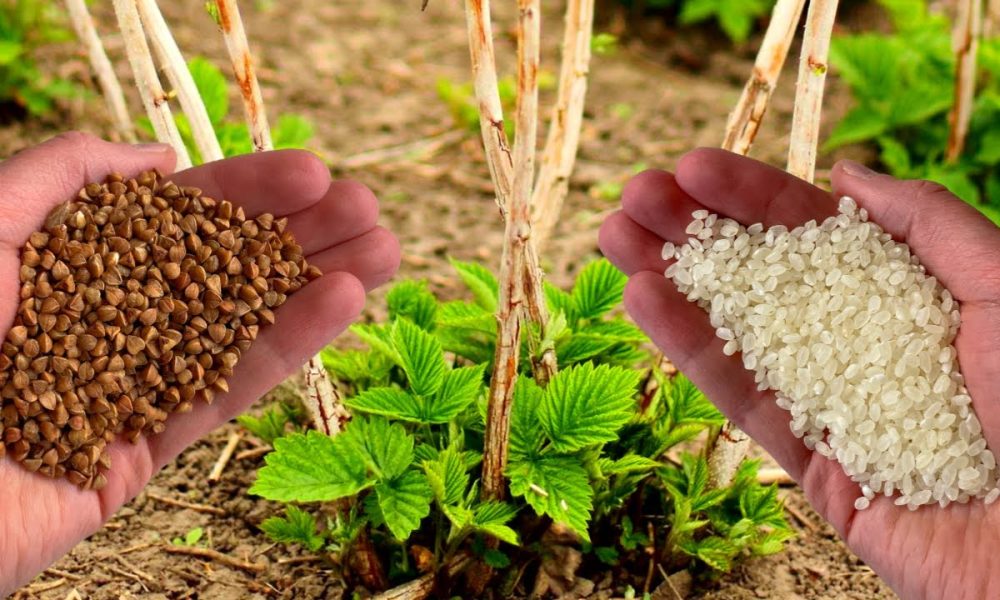 гречка и рис