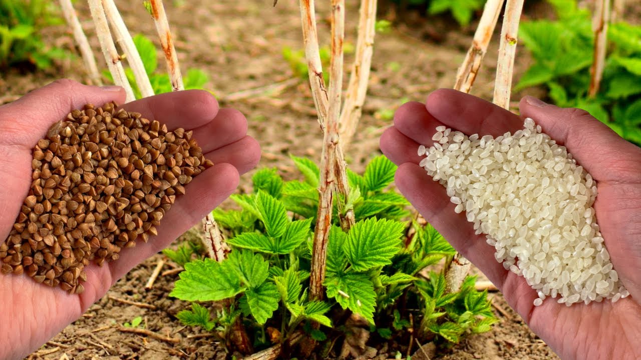 гречка и рис