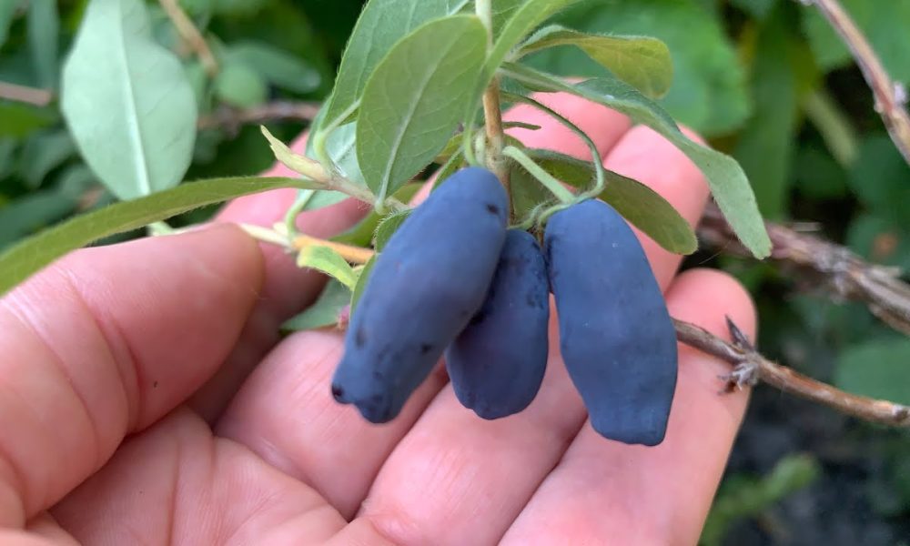 Ягоды жимолости