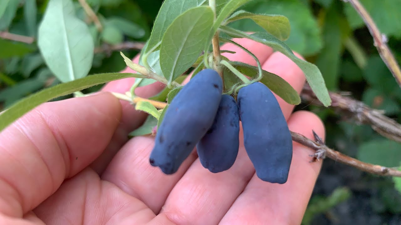 Ягоды жимолости