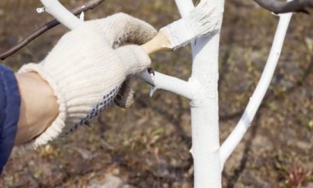 Красят деревья