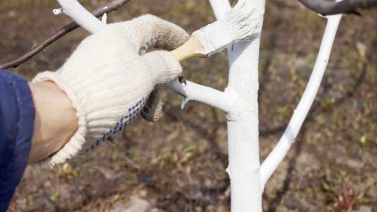 Красят деревья