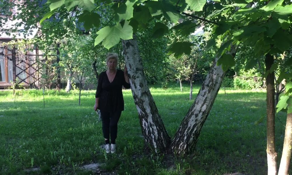 береза в саду