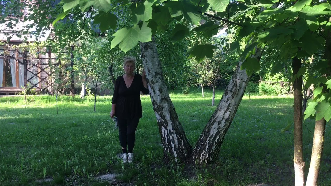 береза в саду