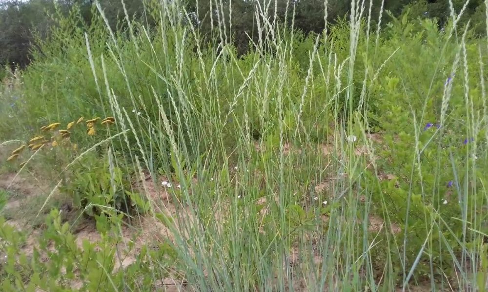 Сорняк пырей