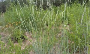 Сорняк пырей