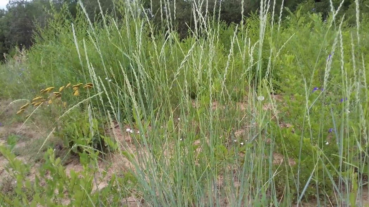 Сорняк пырей