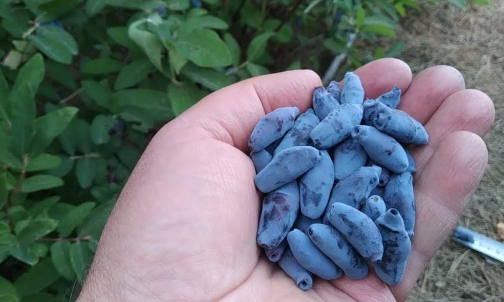 Горсть жимолости