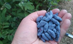 Горсть жимолости