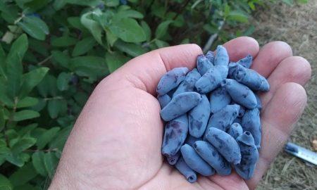 Горсть жимолости