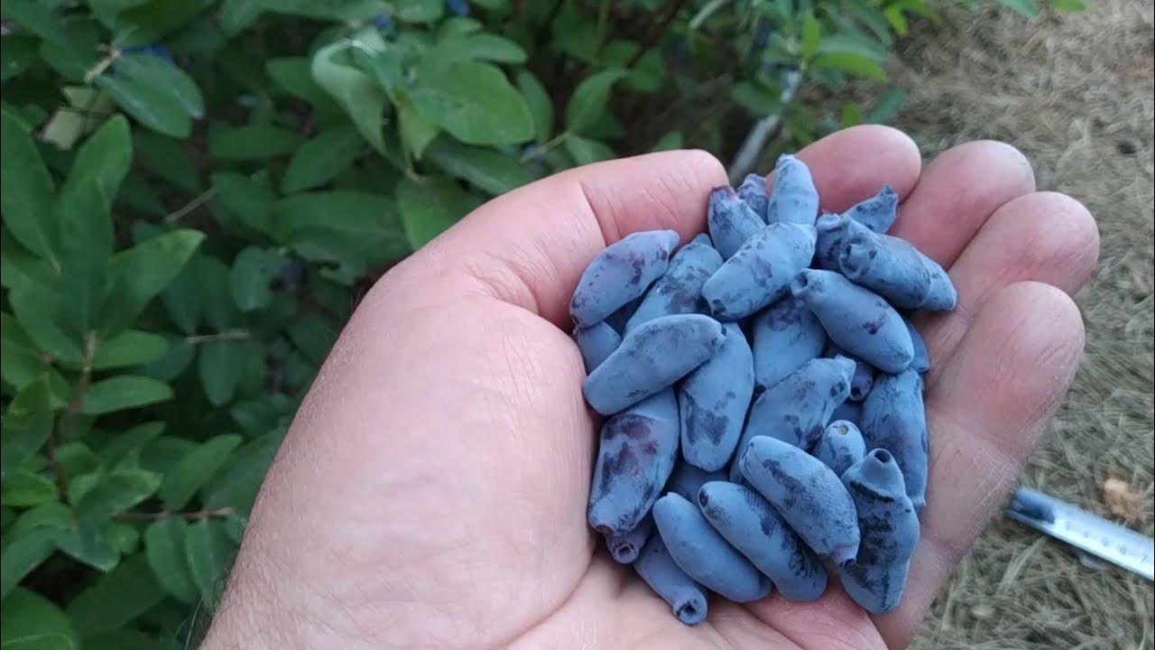 Горсть жимолости