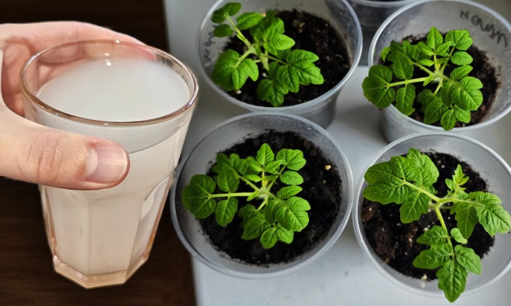 Рассада помидоров