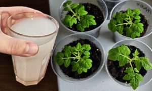 Рассада помидоров