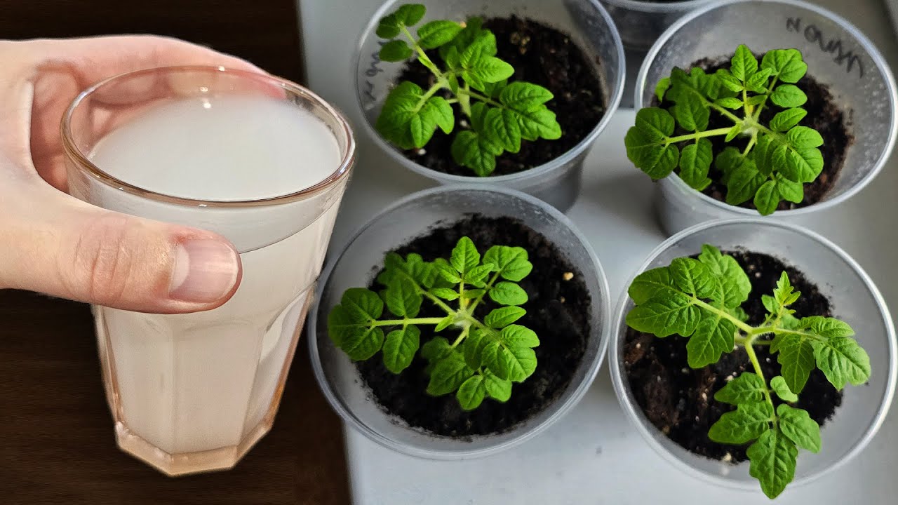 Рассада помидоров