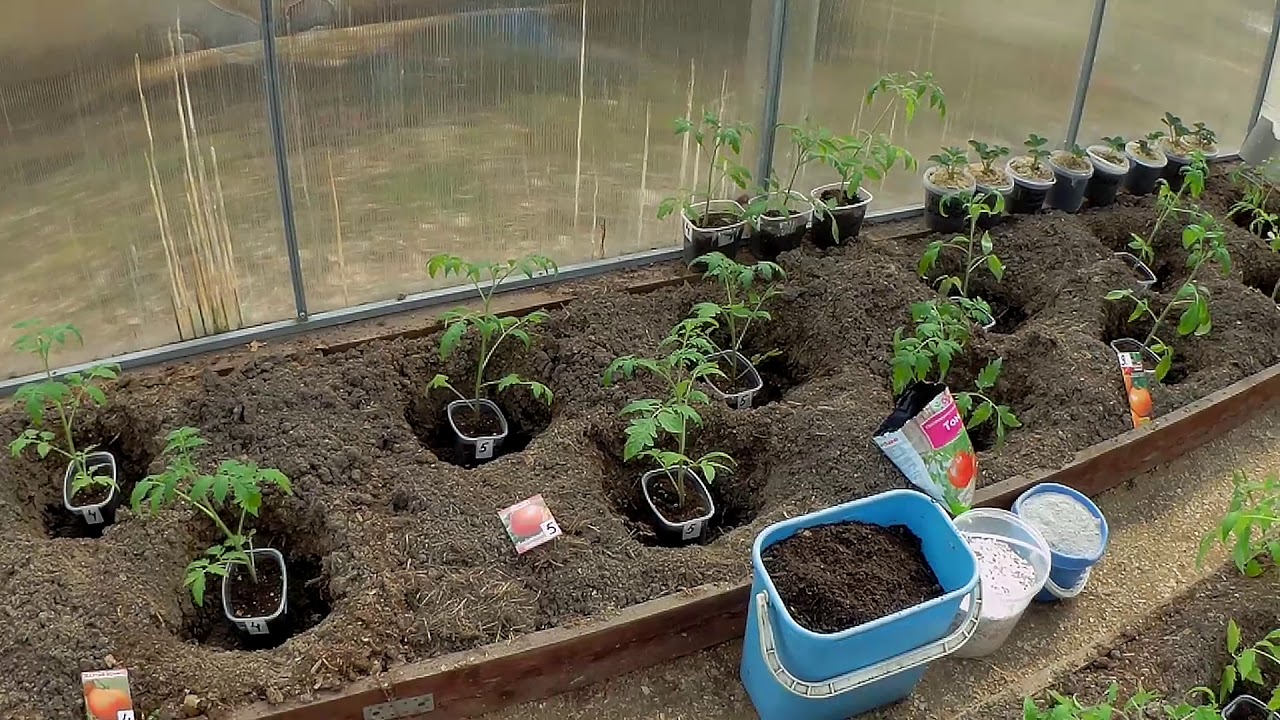 Шахматная рассада