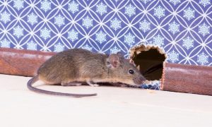 Мышь идет в норку
